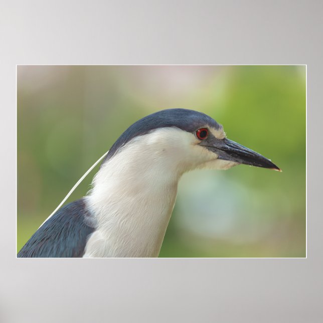 Schwarzkronenheron Poster (Vorne)