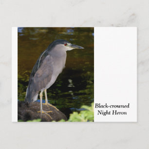Schwarzkronenheron Postkarte
