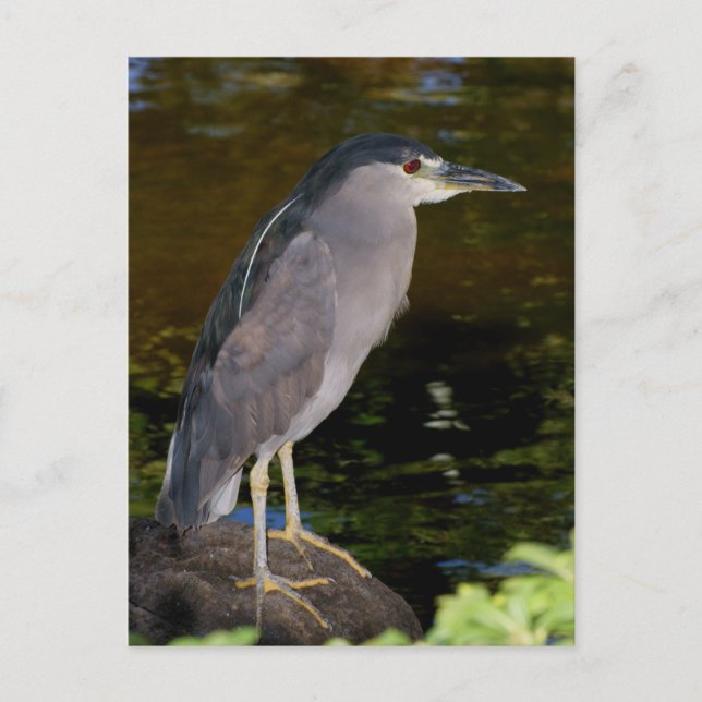 Schwarzkronenheron Postkarte (Vorderseite)