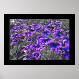 Schwarzlichtmoment im Gloriosa-Poster Poster