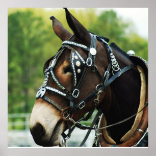 Schwarzmaultier Poster