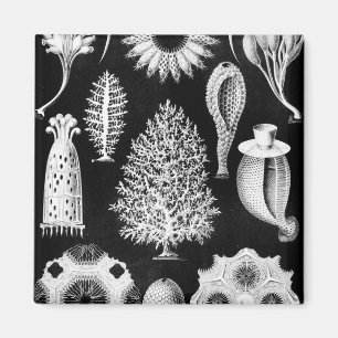 Schwarzmeer-Schwammcreme Magnet