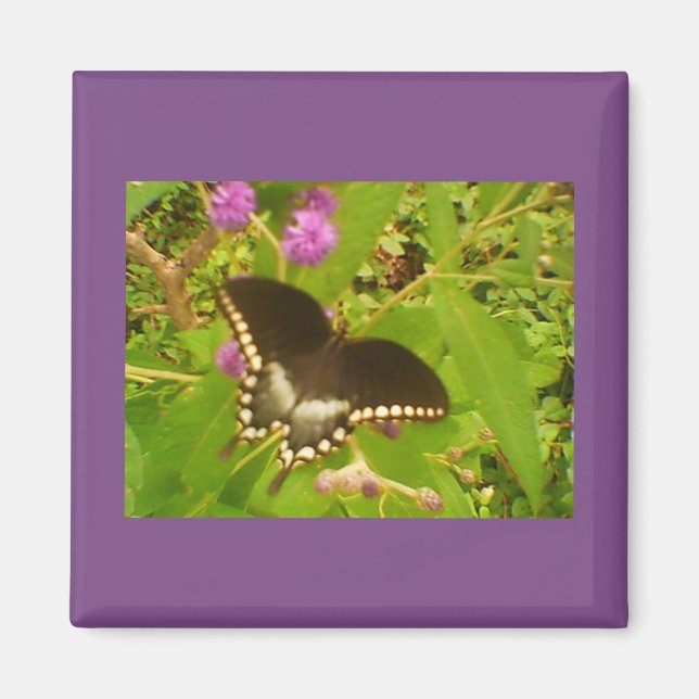 Schwarzmonarch Magnet (Vorne)