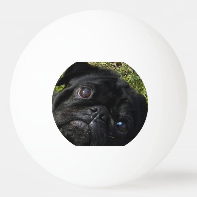 SchwarzMops Augen Tischtennisball (Vorderseite)
