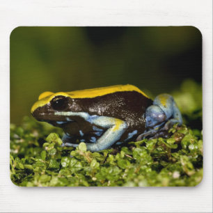 Schwarzohr-Mantella, Mantella expectata, Mousepad