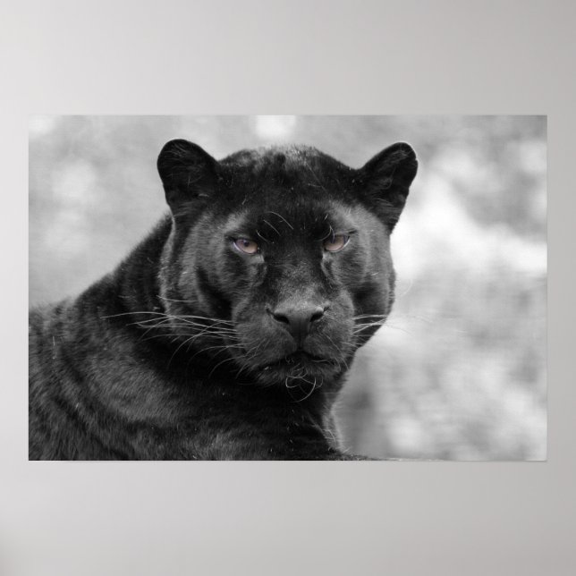 Schwarzpanther Poster (Vorne)