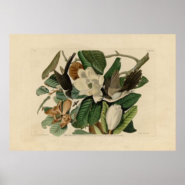 Schwarzschnabelkuckuck - Audubons Vögel in Amerika Poster (Vorne)