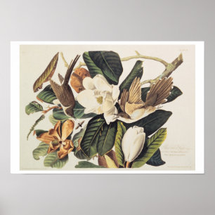 Schwarzschnabelkuckuck auf Magnolia Grandiflora, 1 Poster
