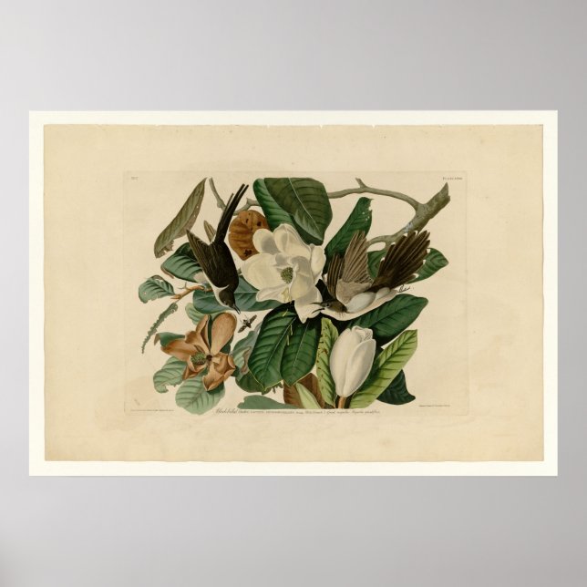 Schwarzschnabelkuckuck Poster (Vorne)