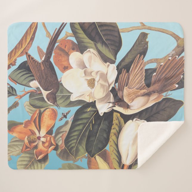 Schwarzschnabelkuckuck Sherpadecke (Vorderseite (Horizontal))