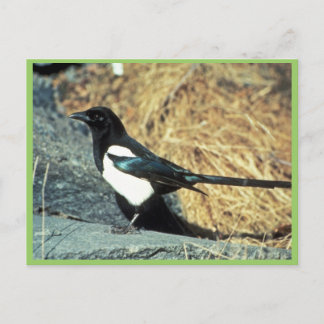 Schwarzschnabelmagpie steht auf Felsen Postkarte