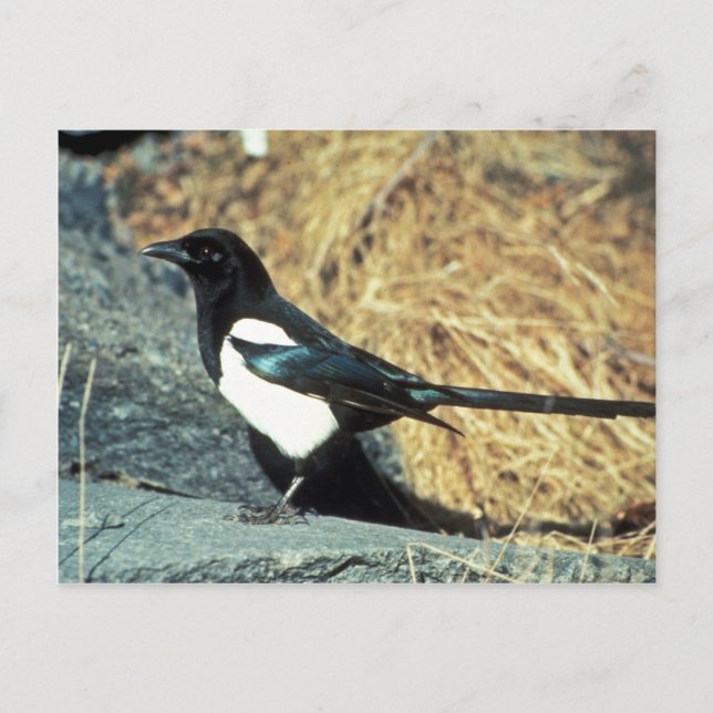 Schwarzschnabelmagpie steht auf Felsen Postkarte (Vorderseite)