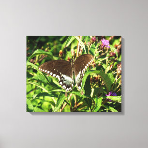 Schwarzschwalbenschwanz-Schmetterling Naturfotogra Leinwanddruck