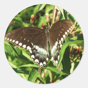Schwarzschwalbenschwanz-Schmetterling Naturfotogra Runder Aufkleber