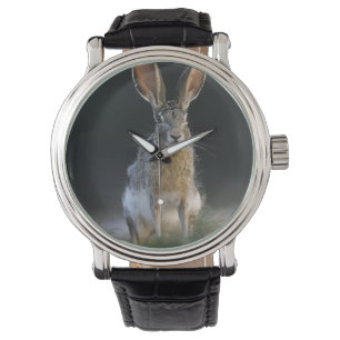 Schwarzschwanz-Hase, Lepus californicus, 2 Armbanduhr