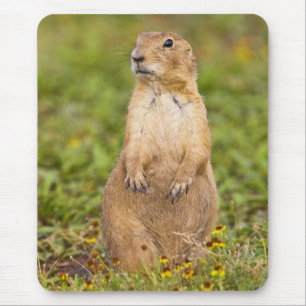 Schwarzschwanz-Präriehund Cynomys Mousepad