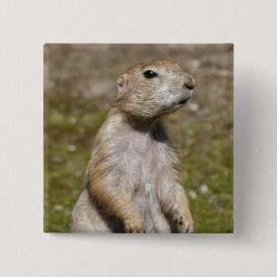 Schwarzschwanz-Präriehund-Wildfotografie Button