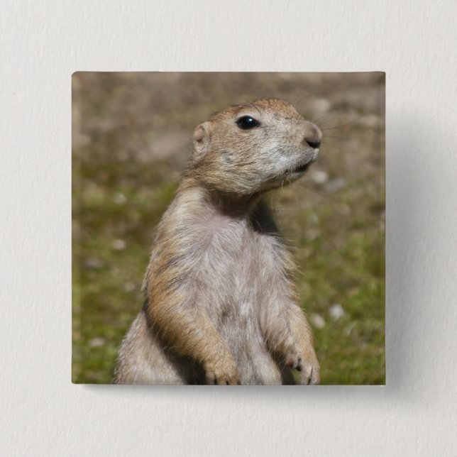 Schwarzschwanz-Präriehund-Wildfotografie Button (Vorderseite)