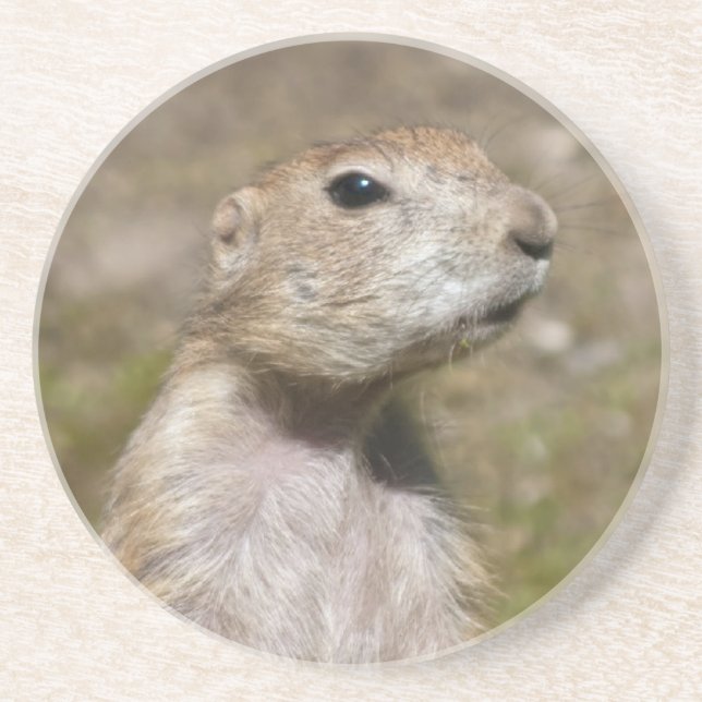 Schwarzschwanz-Präriehund-Wildtierfoto Getränkeuntersetzer (Vorne)