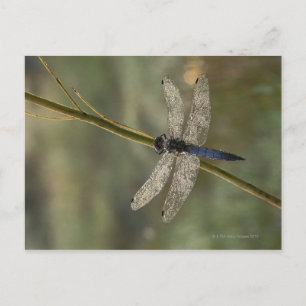 Schwarzschwänzchen Postkarte
