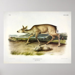 Schwarzschwänzer, Mule Deer von Audubon Poster