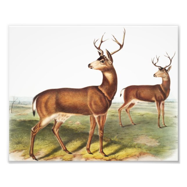 Schwarzschwanzhirsche (Cervus Richardsonii) Fotodruck (Vorne)