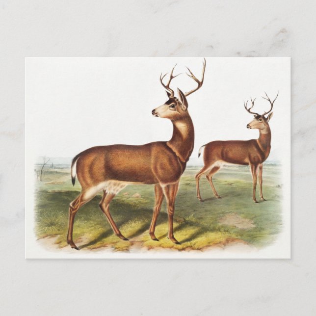 Schwarzschwanzhirsche (Cervus Richardsonii) Postkarte (Vorderseite)