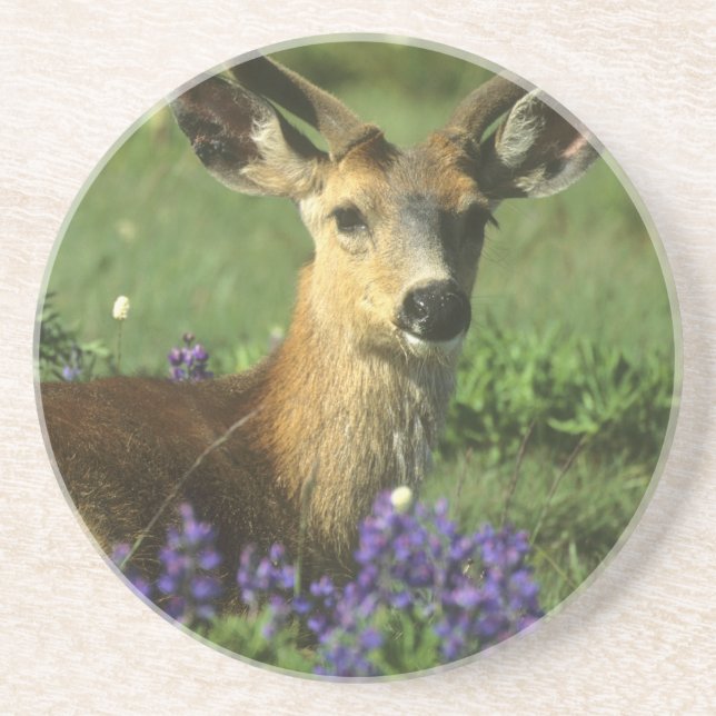 Schwarzschwanzhirsche, Odocoileus hemionus Getränkeuntersetzer (Vorne)