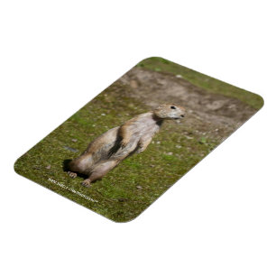 Schwarzschwanzhund Magnet
