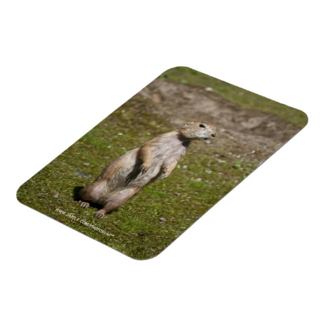 Schwarzschwanzhund Magnet (Linke Seite)