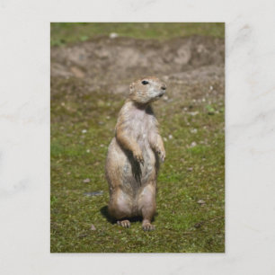 Schwarzschwanzhund Postkarte