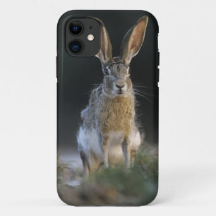 Schwarzschwanzkaninchen, Lepus californicus, 2 Case-Mate iPhone Hülle