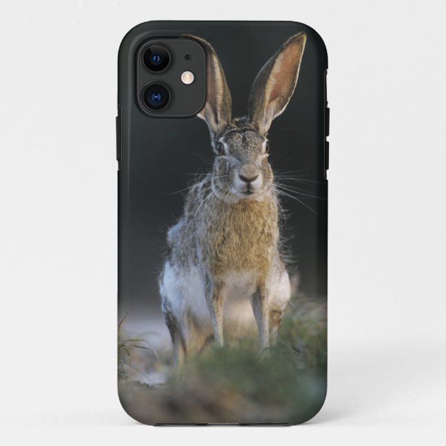 Schwarzschwanzkaninchen, Lepus californicus, 2 Case-Mate iPhone Hülle (Rückseite)