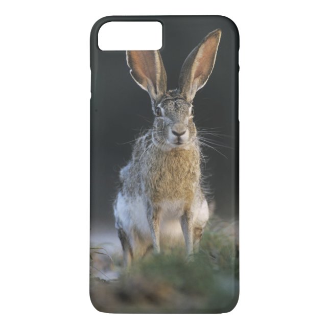 Schwarzschwanzkaninchen, Lepus californicus, 2 Case-Mate iPhone Hülle (Rückseite)