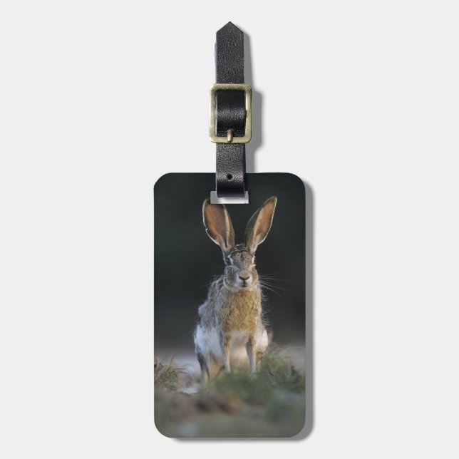 Schwarzschwanzkaninchen, Lepus californicus, 2 Gepäckanhänger (Vorderseite vertikal)