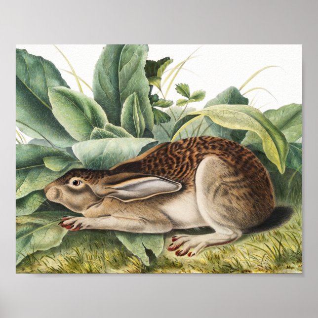 Schwarzschwanzkaninchen (Lepus negricaudatus) Poster (Vorne)