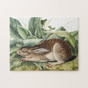 Schwarzschwanzkaninchen (Lepus negricaudatus) Puzzle