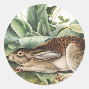 Schwarzschwanzkaninchen (Lepus negricaudatus) Runder Aufkleber