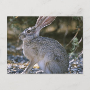 Schwarzschwanzkaninchen Postkarte