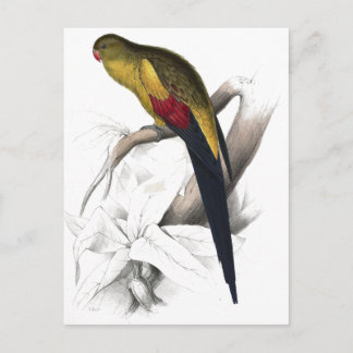 Schwarzschwanzparrakeet von Edward Lear Postkarte