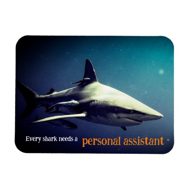 Schwarzspitzenhai Magnet (Horizontal)