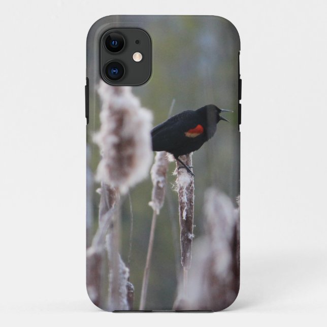 Schwarzvogel (Agelaius phoeniceus) Case-Mate iPhone Hülle (Rückseite)