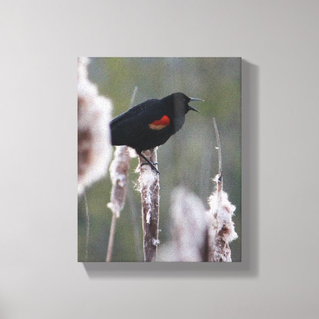 Schwarzvogel (Agelaius phoeniceus) Leinwanddruck (Vorderseite)
