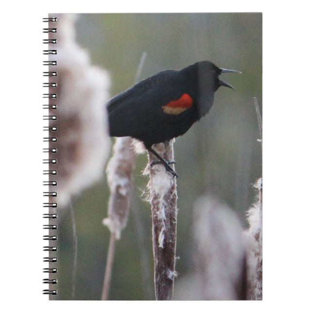 Schwarzvogel (Agelaius phoeniceus) Notizblock (Vorderseite)