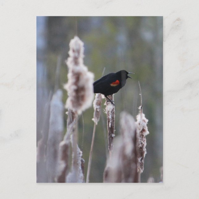Schwarzvogel (Agelaius phoeniceus) Postkarte (Vorderseite)
