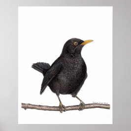 Schwarzvogelvogel (Turdus Merula) Poster