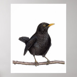 Schwarzvogelvogel (Turdus Merula) Poster