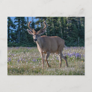 Schwarzwedelhirsch Bock Olympic National Park Postkarte