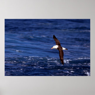 Schwarzweiß-Albatross im Flug Poster