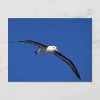 Schwarzweiß-Albatross im Flug Postkarte
